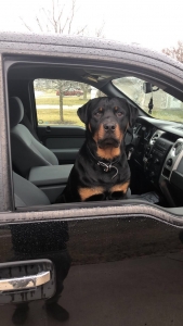 Rottweiler Stud Listing Image