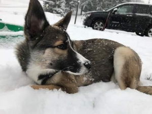 German Shepard husky mix Listing Image