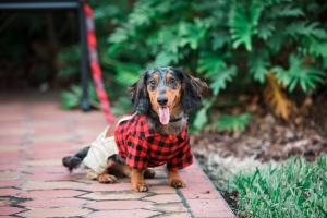 Long Haired Dapple Dachshund Listing Image