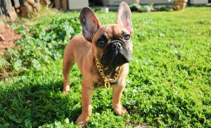 Baby Bulk Frenchie  Listing Image
