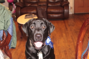 Black Labrador Retriever Listing Image