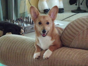 Tan and white Corgi  Listing Image