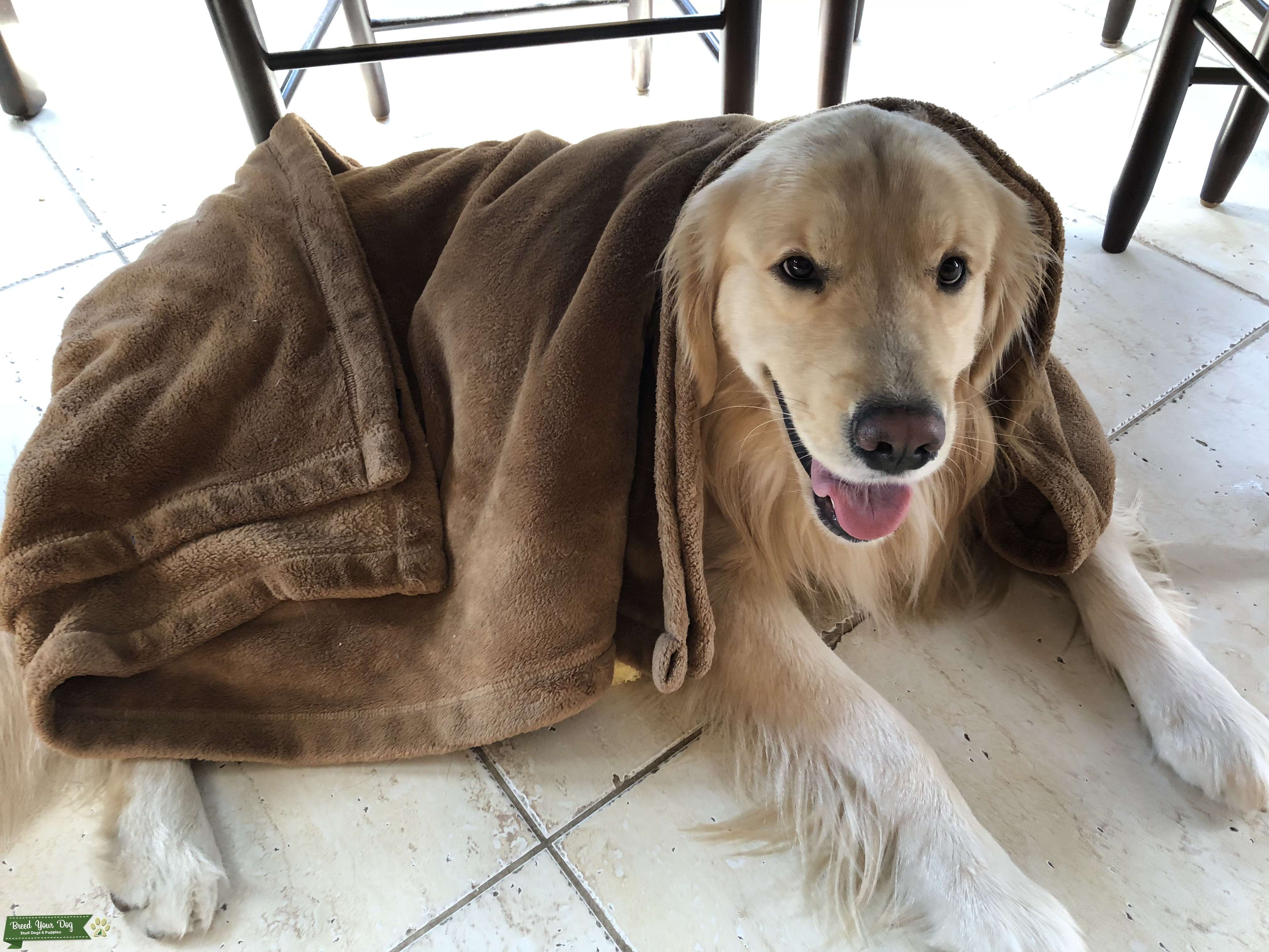 Looking for female golden retriever Stud Dog in New York City , the