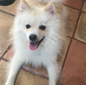 Toby Is looking for a pretty Pom to mate with him Listing Image
