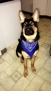 Pure breed german Shepard  Listing Image