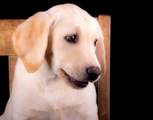 Yellow Labrador Retriever Stud Listing Image