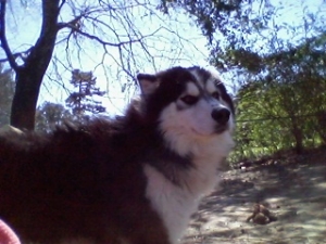 AKC & CKC PUREBRED SIBERIAN HUSKY STUD Listing Image