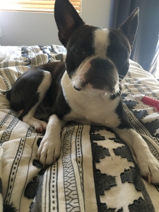 Frenchton Listing Image