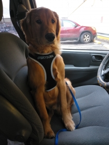 Looking for a Female to Breed With Listing Image