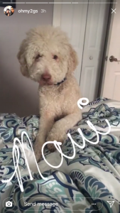 Handsome Labradoodle Stud Listing Image