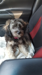 Maltese mix Listing Image