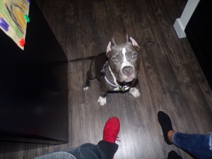 Blue/White American Bulldog Listing Image