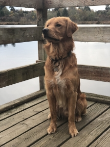 Looking for female golden retriever  Listing Image