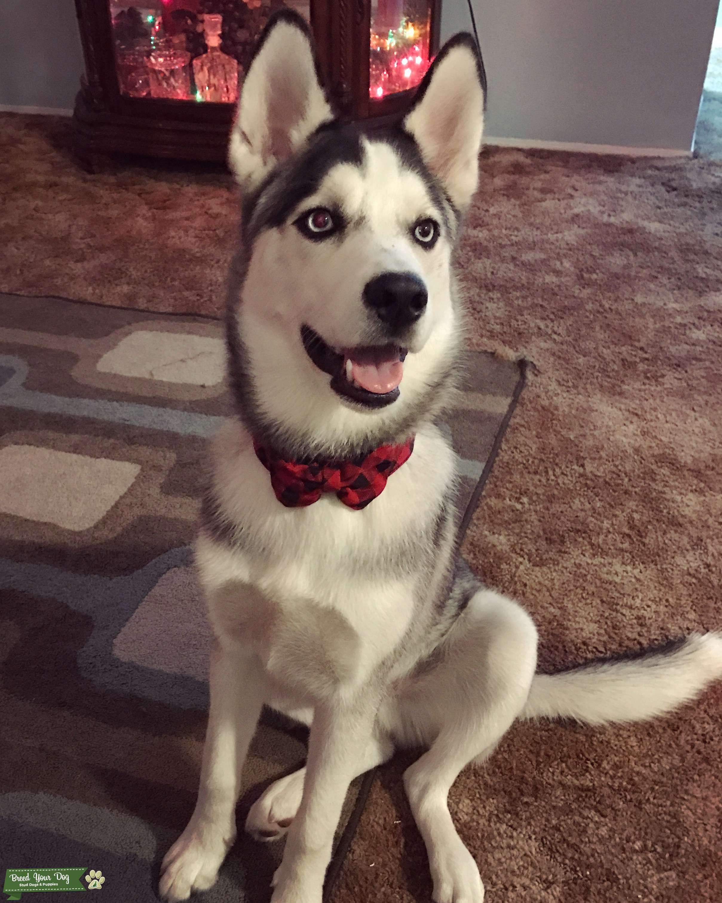 Stud Dog Handsome Fullbred Siberian Husky Breed Your Dog