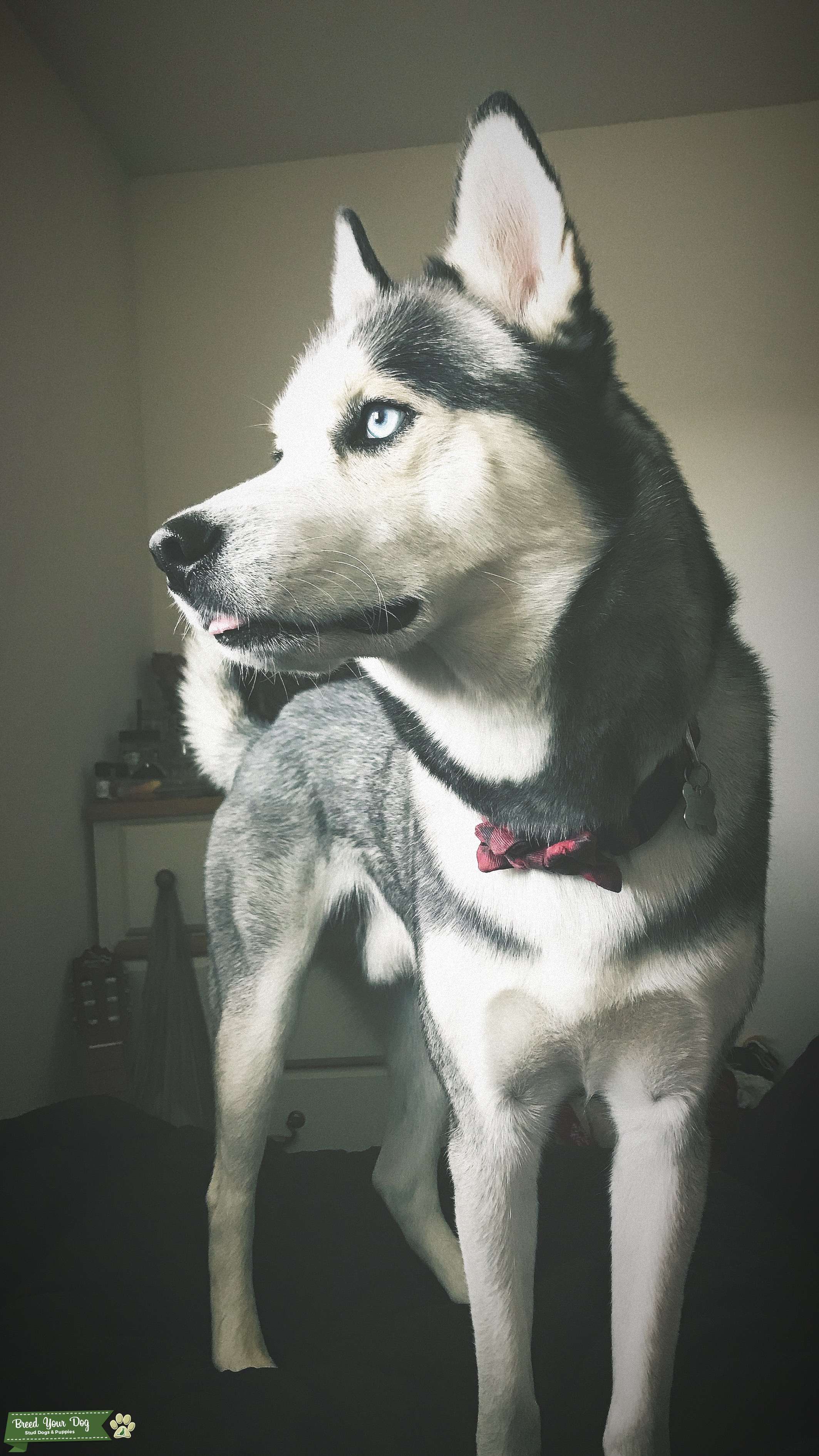 Stud Dog Handsome Fullbred Siberian Husky Breed Your Dog