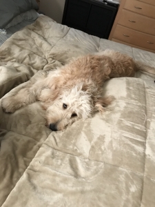 Golden doodle F1b Listing Image