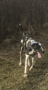 Great Dane  Listing Image