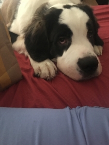 Female dog looking for male to mate Listing Image