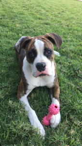 BRINDLE MALE BOXER Listing Image