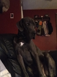 Pure bred Blue Great Dane Listing Image