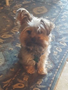 Morkie Stud looking for a mate Listing Image