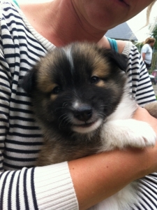 Beautiful Icelandic Sheepdog Balder looking to share his good looks Listing Image