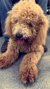 Sept. 2018 F1 Goldendoodle Stud Listing Image
