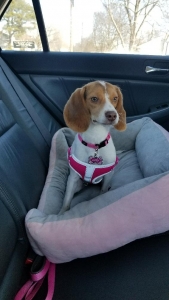 Female beagle purebred  Listing Image