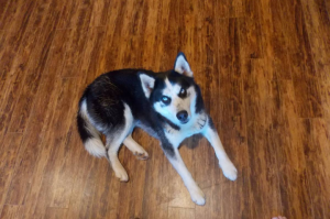 Akc  Siberian husky stud  Listing Image