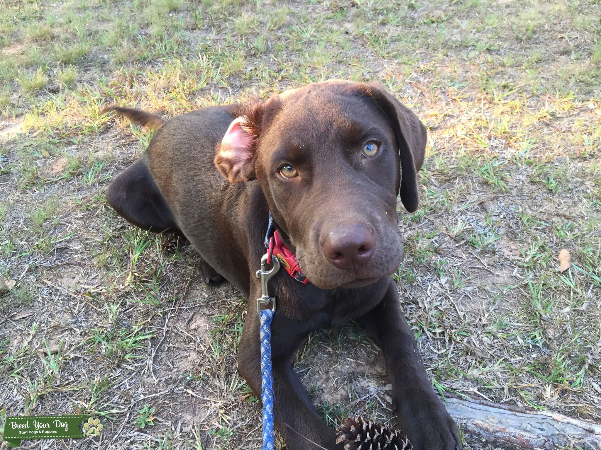 Chocolate lab Stud Dog in North Carolina , the United States Breed