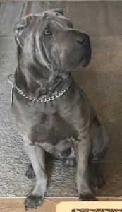“Blue” Pei for stud Listing Image