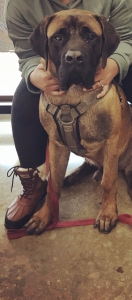 English mastiff  Listing Image
