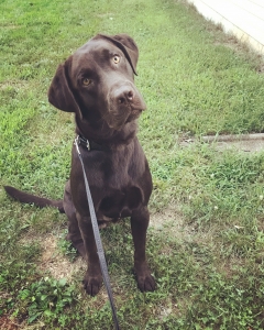 Chocolate lab  Listing Image