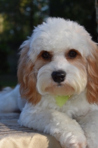 Cavapoo Stud in Florida Listing Image