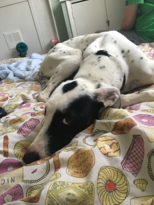 Whippet Listing Image