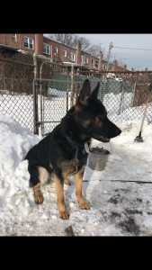 Black and Tan German Shepard  Listing Image