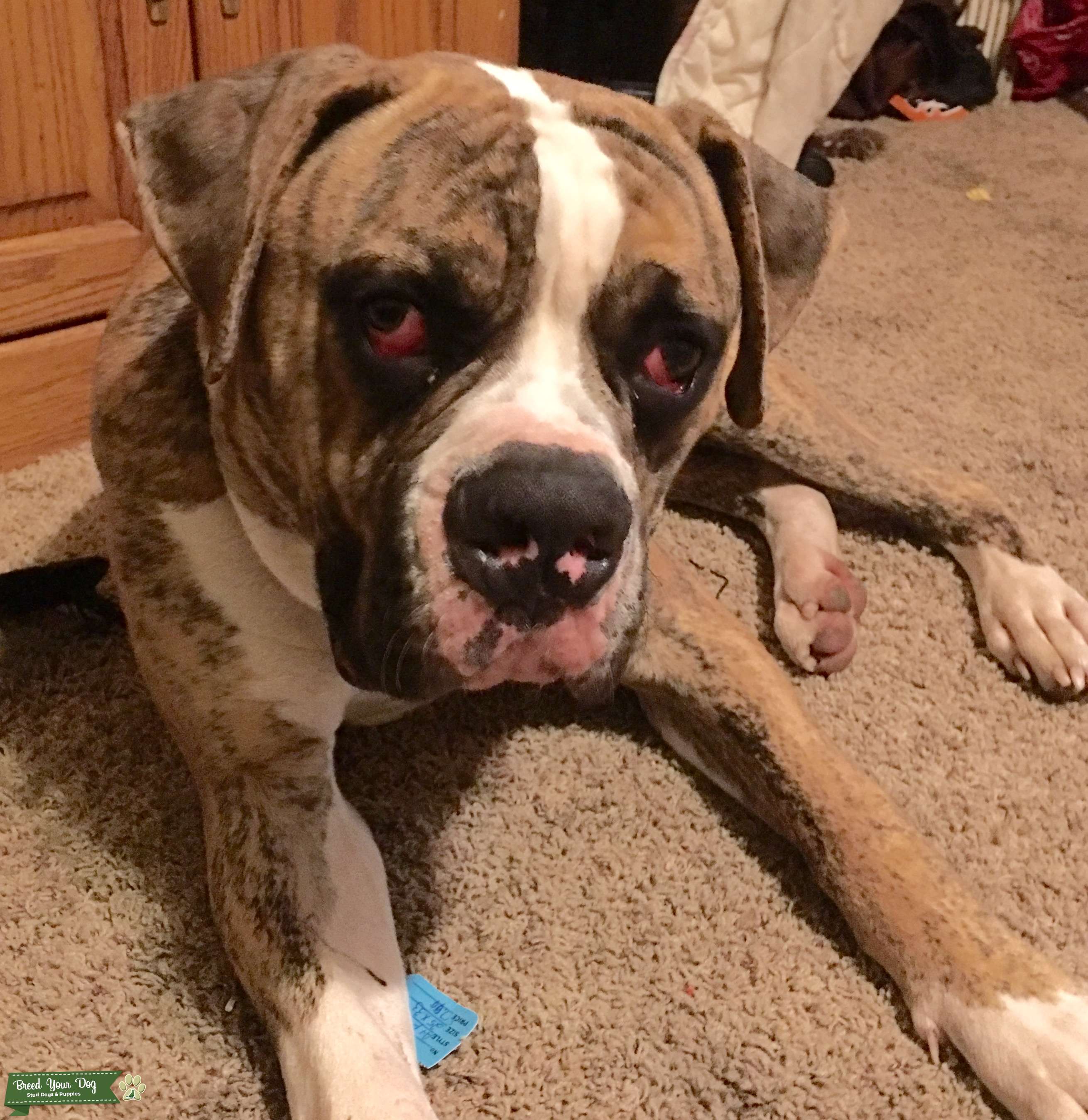 Stud Service Stud Dog in Michigan, the United States Breed Your Dog