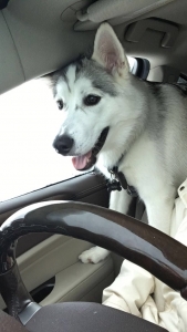 Male Siberian Husky Listing Image