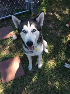 Male Siberian Husky  Listing Image
