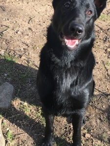 All Black German Shepherd (Stud) Listing Image