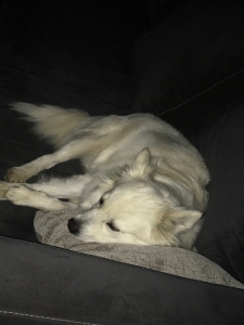 American Eskimo Listing Image