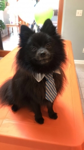 Toy Pomeranian, Purebred Listing Image