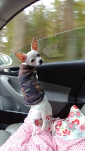 Adorable Chihuaha Listing Image