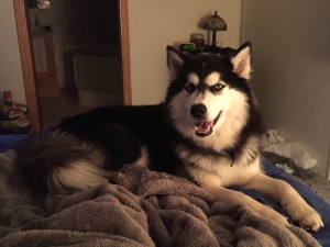 Want Siberian Husky stud Listing Image