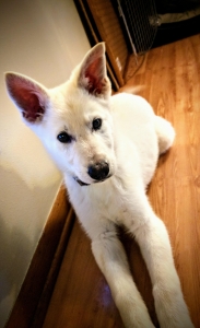 Pure German Shepard Stud Listing Image
