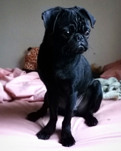 Purebred Black Pug Stud Listing Image