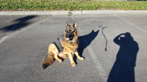 Very Handsome German Shepherd Listing Image