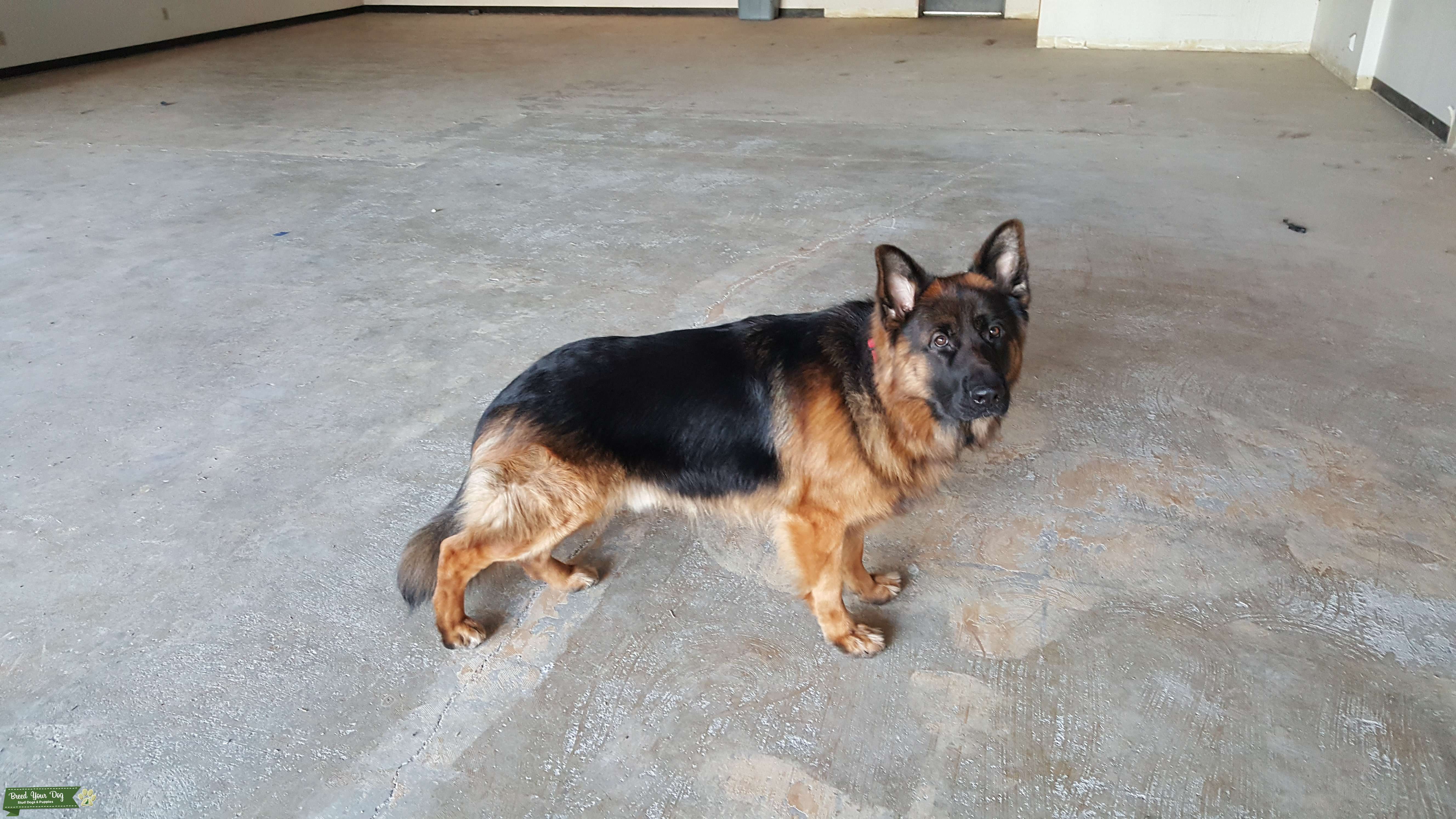 Stud Dog Very Handsome German Shepherd Breed Your Dog