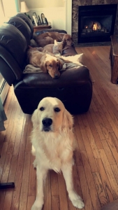  Golden Retriever  Listing Image