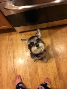 Mini Schnauzer Listing Image